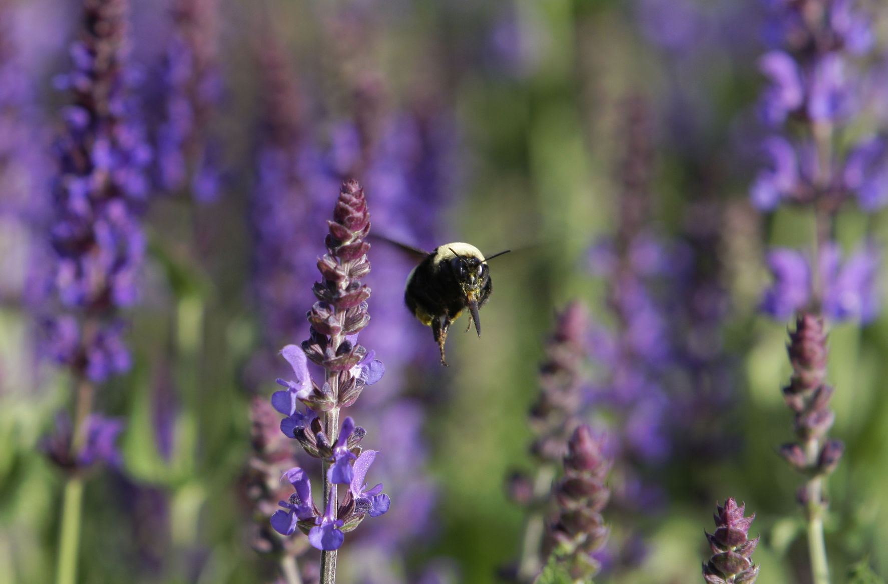 Bee flowers